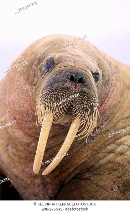Atlantic walrus (Odobenus rosmarus rosmarus). Arctic and Subarctic waters