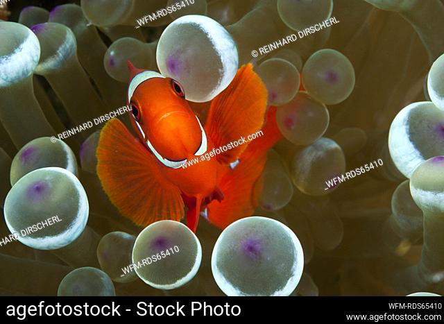 Spinecheek Clownfish, Premnas aculeatus, Komodo National Park, Indonesia