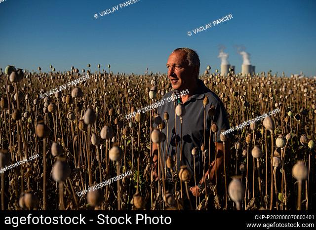Vlastimil Danhel, director of the Danhel Agro company, poses in opium poppy field near Tyn nad Vltavou, Budweis, Czech Republic, on July 31, 2020