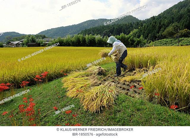 Farmer reaping the corners of a field with a sickle, before using a small combine harvester in Iwakura Kyoto, Japan, Asia