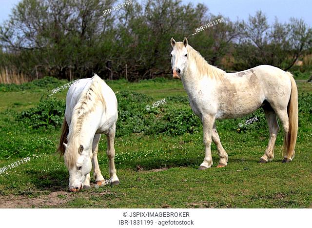 Camargue horses (Equus caballus) mares, portrait, Saintes-Marie-de-la-Mer, Camargue, France, Europe
