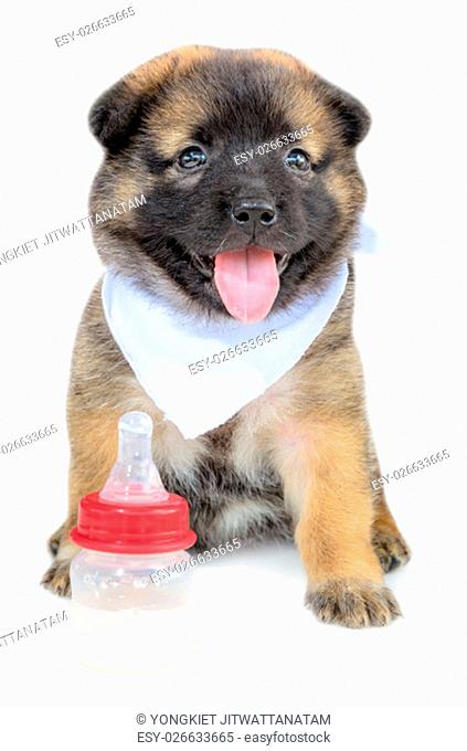 Cute baby of the dogs black and brown sitting with bottles of milk on isolated white background