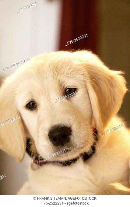 Poprtrait of 10 week old golden retriever puppy the day it left his mother and his brother and sister litter-mates model released, mr# 6531