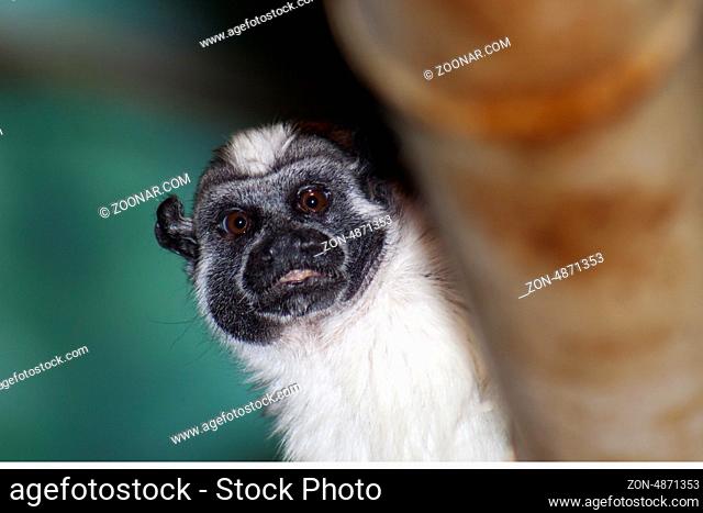 Geoffroy?s Tamarin monkey peeking from around a branch