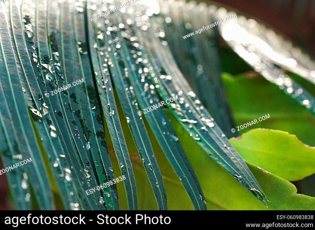 Closeup photo - morning dew drops on dark green palm leaf, shallow depth of field only few crystal like water balls in focus