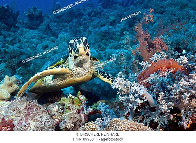 Hawksbill Sea Turtle, Eretmochelys imbricata, Red Sea, Ras Mohammed, Egypt