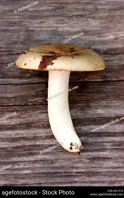 Mushroom on the wood background