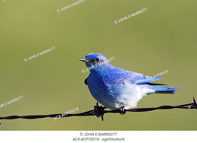 Mountain bluebird Sialia currucoides