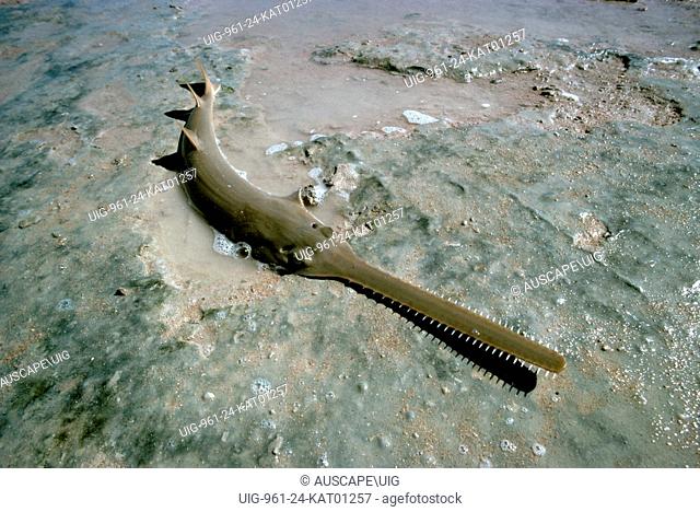 Green sawfish, Pristis zijsron, on mud flat, Barrow Island, Western Australia