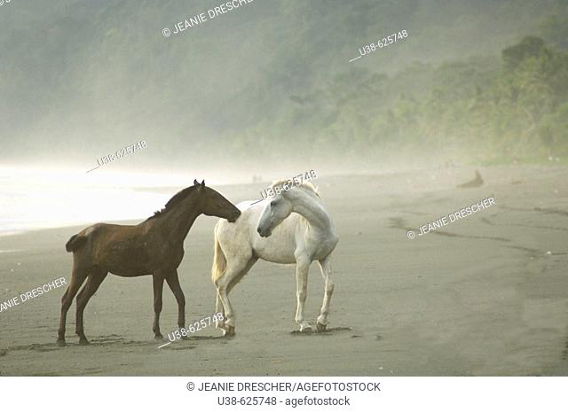 In the rain forest Wild Horses on the foggy beach interacting or playing. Dark brown and white horses. Osa Peninsula, Costa Rica