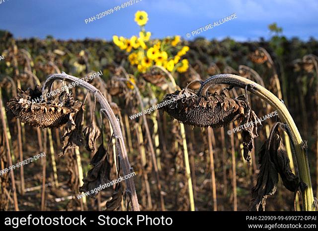 09 September 2022, Brandenburg, Biesdorf: In the middle of a field of dried sunflowers, near Berlin, at temperatures around 25 degrees Celsius stands a single...