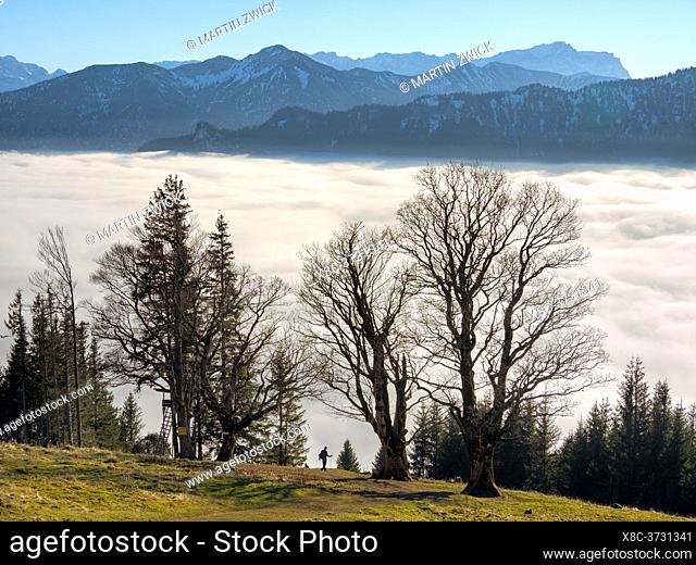 Hiker at Mount Hoernle looking over a sea of fog hiding the valley of river Ammer towards Wetterstein mountain range. Bavarian alps near Unterammergau in the...