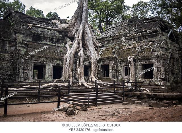Ta Prohm temple in Angkor Wat, Siem Reap, Cambodia
