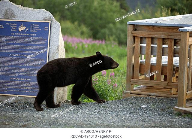 American Black Bear, Kluane national park, Yukon, Canada, Ursus americanus