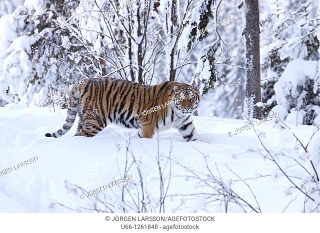 Siberian tiger / Amurtiger Panthera tigris altacia Dalarna Sweden