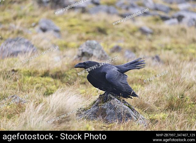 Common Raven (Corvus corax) adult, standing on rock in moorland, Pennines, Cumbria, England, October, controlled subject