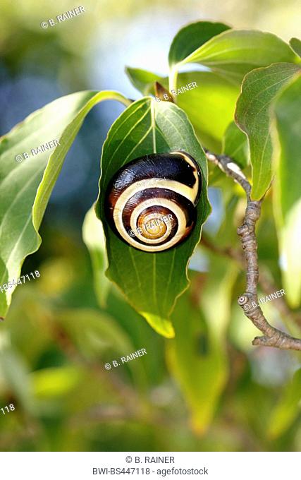brown-lipped snail, grove snail, grovesnail, English garden snail, larger banded snail, banded wood snail (Cepaea nemoralis), on kousa dogwood, Germany