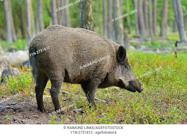Wild boar, Sus scrofa, Hesse, Germany
