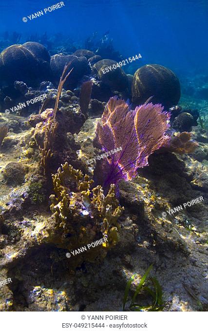 Multiple species of coral in a reef