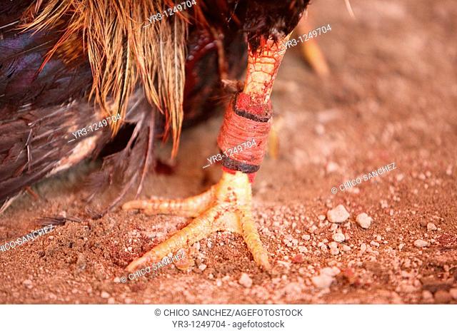 A rooster's foot is covered in blood at a cockfight on the outskirts of Mexico City. Cockfighting originated in India, China, Persia