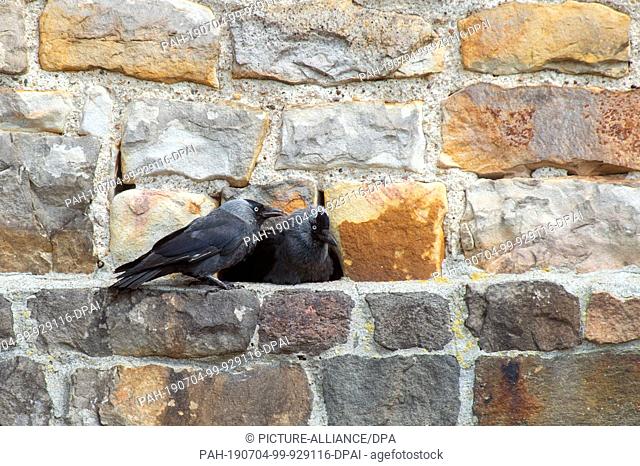 06 June 2019, Saxony-Anhalt, Havelberg: Jackdaws sit at a niche in the west building of the cathedral Sankt Marien zu Havelberg