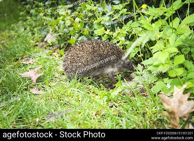 Female Western European Hedgehog, Erinaceus europaeus, build a nest in flower bed in Pruhonice, Central Bohemian Region, Czech Republic, May 26, 2020