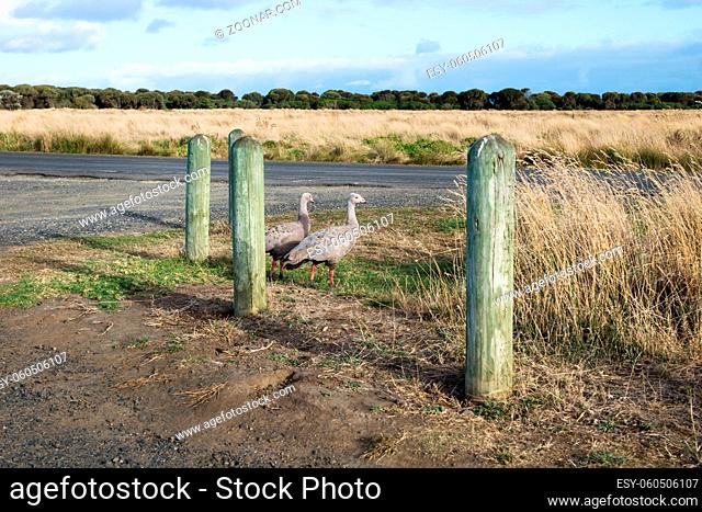 Two Cape barren goose in the last sun in grassland in Nobbies, Phillip Island, Victoria, Australia