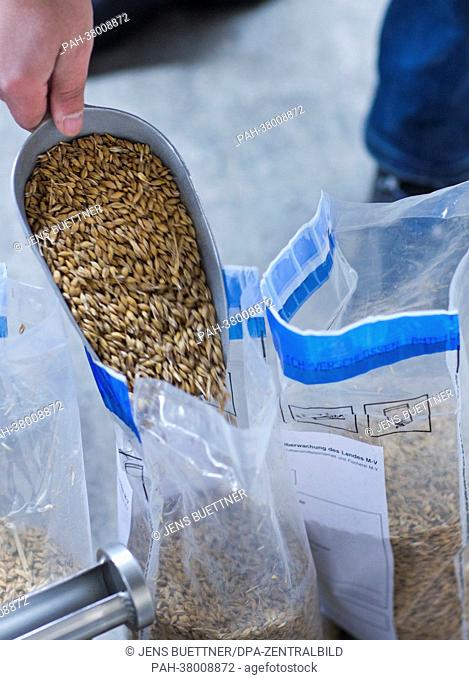 Feedingstuff inspector Andre Szymanski of the state office for agriculture, food safety and fishing fills barley into official bags during a control at a fodder...