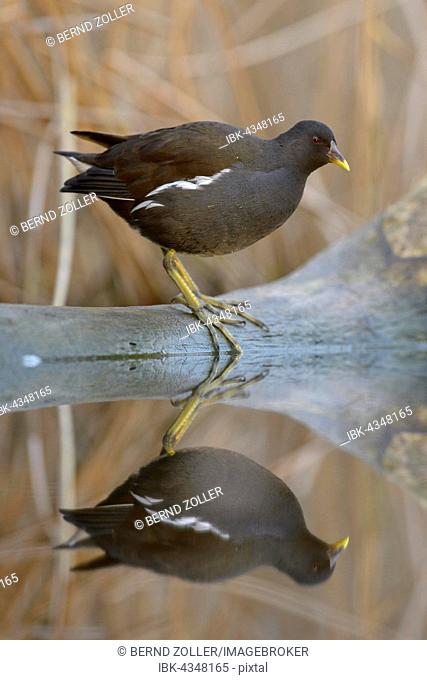 Common Moorhen (Gallinula chloropus), winter plumage, standing on a log in the water with reflection, Kiskunság National Park, Hungary