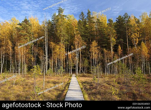 Wooden Path Way Pathway From Marsh Swamp To Forest. Autumn Season