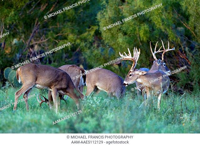 White-tailed Deer (Odocoileus virginianus) buck and doe group during fall Santa Margarita Ranch, Cotulla, Texas