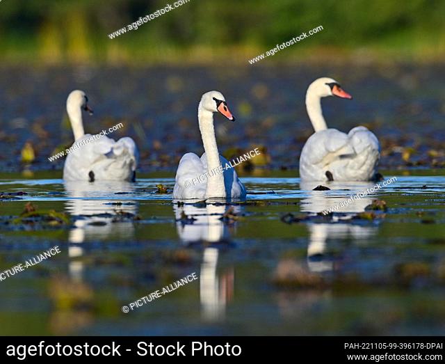 16 October 2022, Brandenburg, Kersdorf: Mute swans (Cygnus olor) on Lake Kersdorf in the Oder-Spree district of East Brandenburg