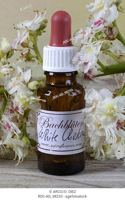 Bottle with Bach Flower Stock Remedy 'Horse Chestnut' Aesculus hippocastanum