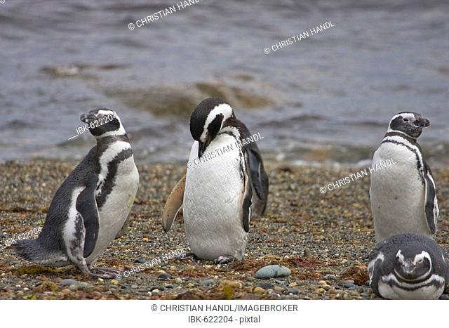 Magellan Penguins (Spheniscus magellanicus), Patagonia, Chile, South America