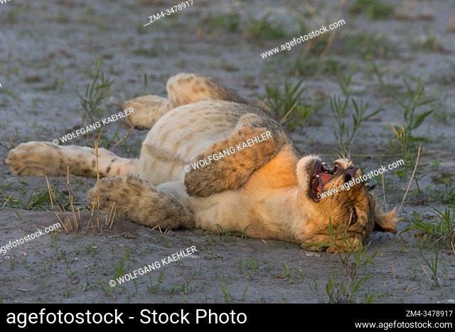 After feeding on a warthog a about 6 months old lion cub (Panthera leo) is laying on the ground with a full belly resting in the Gomoti Plains area