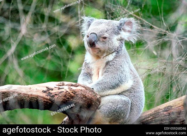 Koala relaxing in a tree in Perth, Australia
