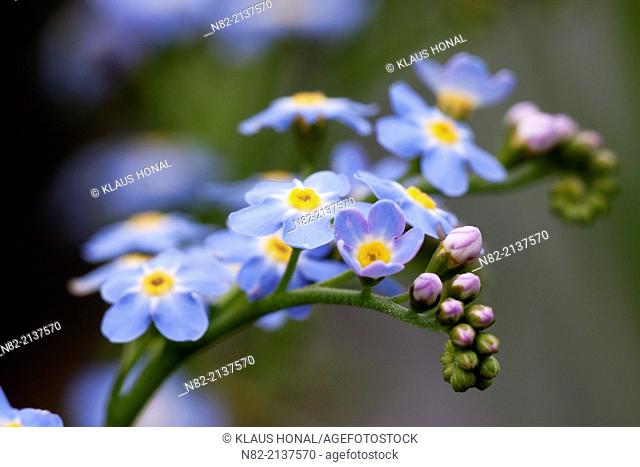 Water Forget-me-not or True Forget-me-not (Myosotis palustris) blossoming in a small brook - Region Hesselberg, Bavaria/Germany