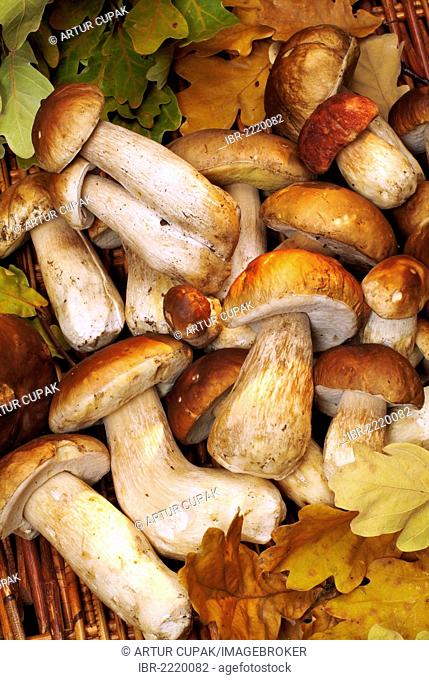 Freshly gathered mushrooms, King Bolete, Penny Buns, Porcino or Cep (Boletus edulis)