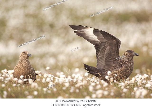 Great Skua Stercorarius skua adult pair, wing stretching in territorial display, to skua passing overhead, Shetland Islands, Scotland, july