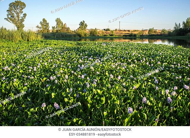 Highly invasive water hyacinth, taking over most of course at Guadiana River, near Badajoz, Spain. Eichhornia crassipes