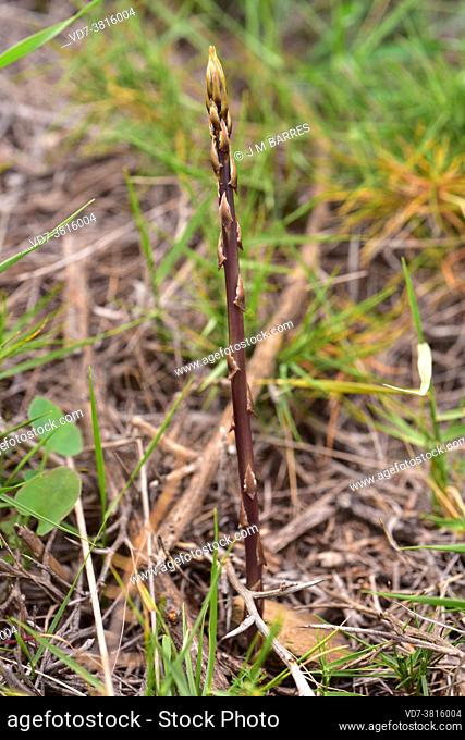 Wild asparagus (Asparagus acutifolius) is a perennial plant native to Mediterranean basin. Young stems are edible. This photo was taken in La Albera