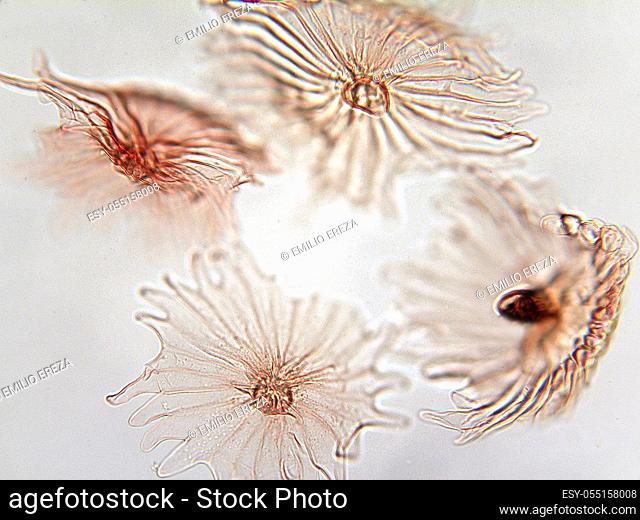 Microphotography of olive leaf hairs. Olea europaea
