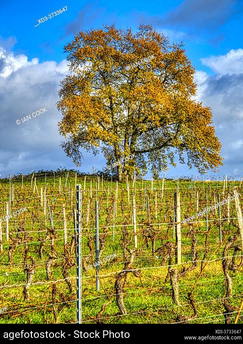 downy oak, Quercus pubescens, in a vineyard in November, Monbos, Dordogne Department, Nouvelle-Aquitaine, France