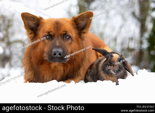 Harz Fox with Mini Lop