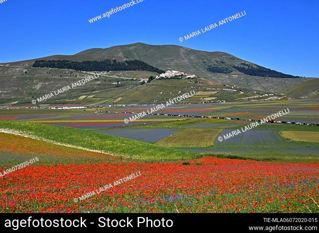 Poppies among the lentils bloom , Castelluccio di Norcia (Perugia) ITALY-07-07-2020