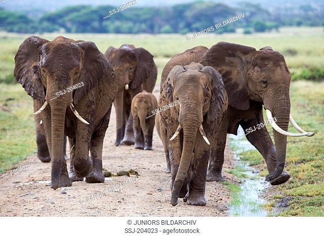 African Elephant (Loxodonta africana). Breeding herd walking on a dust road. Amboseli National Park, Kenya