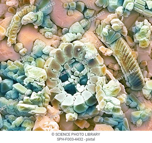 Fossil debris in chalk. Coloured scanning electron micrograph SEM of a fossilised fragment of a coccolithotrope skeleton