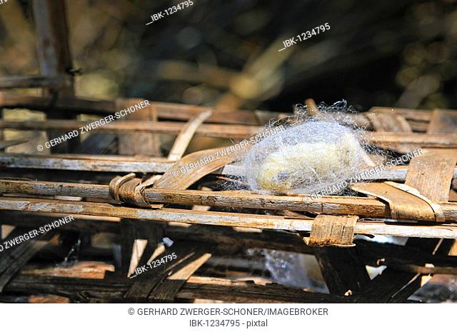 A silkworm (Bombyx mori) spins itself into a cocoon, sericulture, silk farming, Dalat capital, Central Highlands, Vietnam, Asia