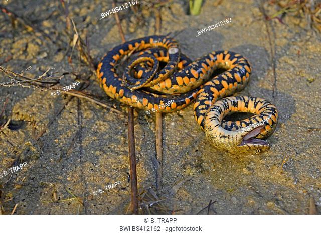 dice snake (Natrix tessellata), snake playing dead, Romania, Dobrudscha, Biosphaerenreservat Donaudelta, SfÔntu Gheorgh