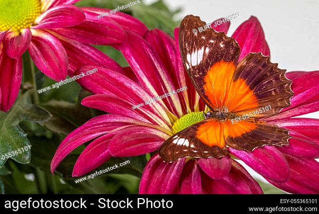 Red Lacewing Butterfly on Red Mum
